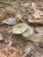 Heterophyllidia