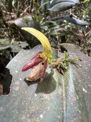 Pleurothallis