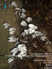 Cyclamen hederifolium