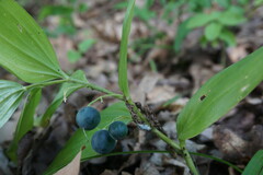 Polygonatum latifolium