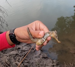 Hippocampus reidi