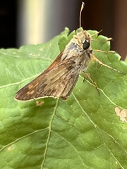 Atalopedes campestris