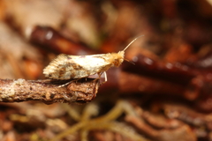 Sabatinca chalcophanes