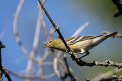 Setophaga striata