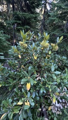 Chrysolepis chrysophylla