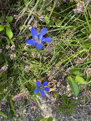 Gentiana autumnalis