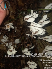 Cyclamen hederifolium