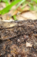 Strobilops texasianus