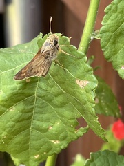 Atalopedes campestris