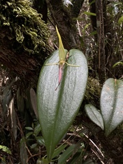 Pleurothallis