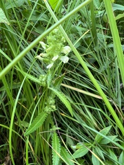 Pedicularis lanceolata