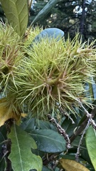 Chrysolepis chrysophylla