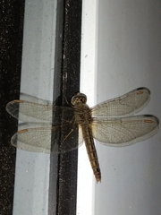 Brachythemis contaminata