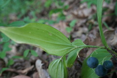 Polygonatum latifolium