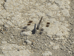 Brachythemis impartita