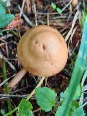 Marasmius oreades