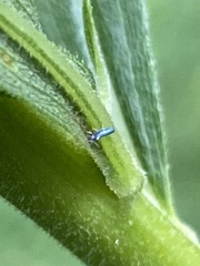 Lepidocyrtus paradoxus