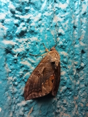 Eudocima serpentifera