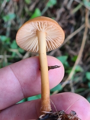 Marasmius oreades