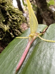 Pleurothallis