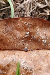 Strobilops texasianus