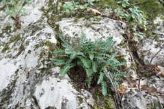 Asplenium ceterach