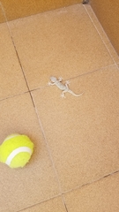 Tarentola mauritanica mauritanica