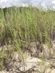 Sporobolus alterniflorus