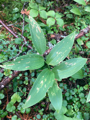 Streptopus lanceolatus
