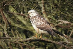 Buteo buteo buteo