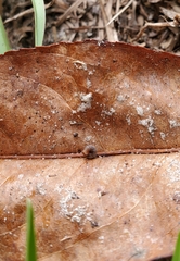Strobilops texasianus