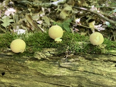 Apioperdon