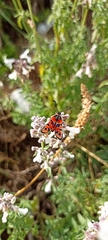 Zygaena fausta
