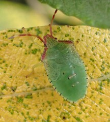Acanthosoma haemorrhoidale