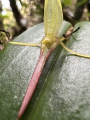 Pleurothallis