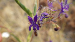 Trichostema laxum