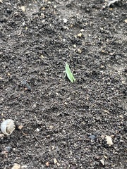 Dichromorpha viridis