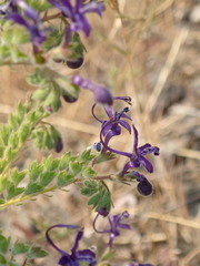 Trichostema laxum