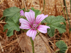 Malva