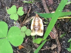 Clepsis melaleucanus