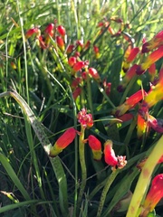Lachenalia quadricolor