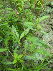 Persicaria lapathifolia