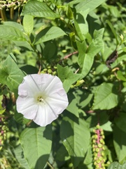 Ipomoea lacunosa