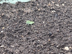 Dichromorpha viridis