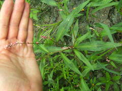 Persicaria lapathifolia