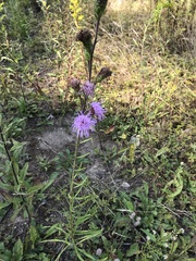 Liatris novae-angliae