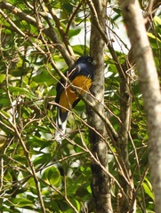 Trogon viridis