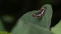 Limenitis doerriesi