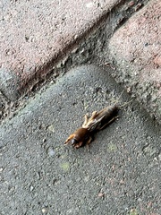 Neocurtilla hexadactyla