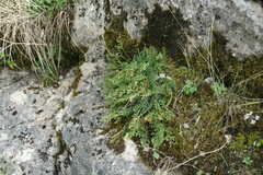 Asplenium ruta-muraria